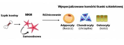 leczenie komórkami macierzystymi